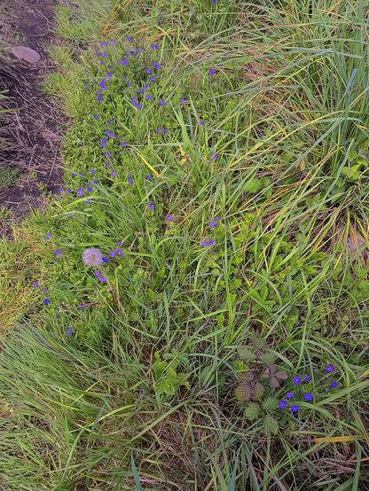 A la verita vera de un camino de tierra se despliega un universo herboso. Una manifestación de diminutas flores azules, un pompón de diente de león, e, infinidad de variedades de yerbas incontrolables.