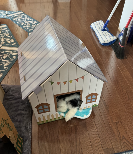 Fluffy bunny butt fills door of a cardboard house. One thumper is tucked underneath and inside, the other is rather casually hanging out the door