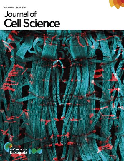 JCS cover with an image showing the musculature (turquoise, F-actin stained with phalloidin) and tendon cells (red, F-actin labelled by antibody staining of tendon cell-driven F-tractin–RFP) of a formin 3 mutant third-instar Drosophila larva.