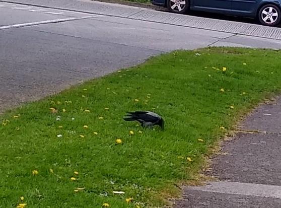a hooded crow taking care of a cream cracker on the green verge beside a road.