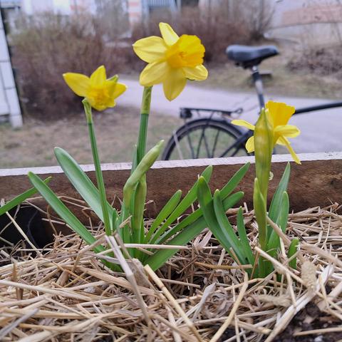 photo of daffodils in a wooden grow box