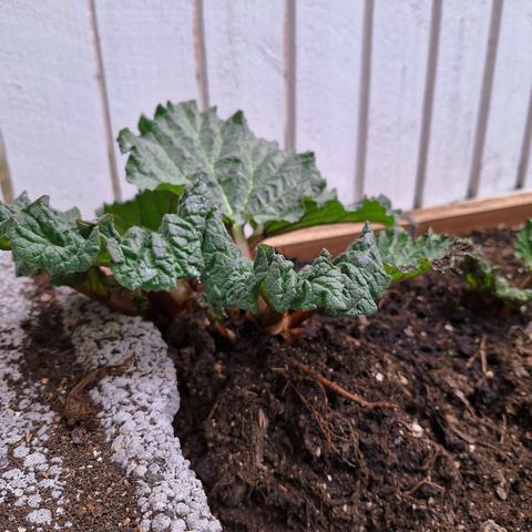 photo of a small rhubarb plant in a wooden grow box