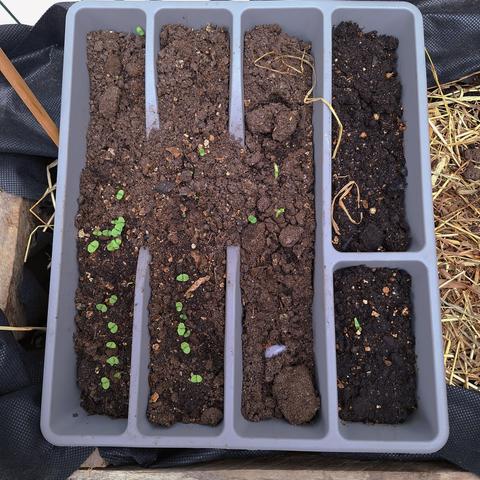 a tray of seedlings growing
