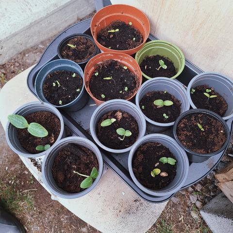 many pots of small sprouts