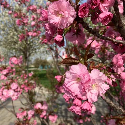 Das Bild zeigt viele rosafarbene Blüten an Ästen. Blätter sind noch keine zu sehen. Im Hintergrund sieht man verschwommen einen weiß blühenden Baun.