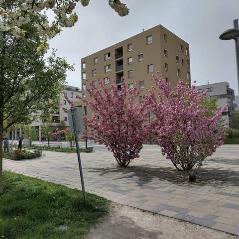 Das Bild zeigt zwei niedrige Bäume mit sehr vielen rosafarbenen Blüten. Um sie herum ist eine gepflasterte Fußgängerfläche, dahinter eine Straße. Hinter der Straße stehen mehrere mehrstöckige Gebäude.