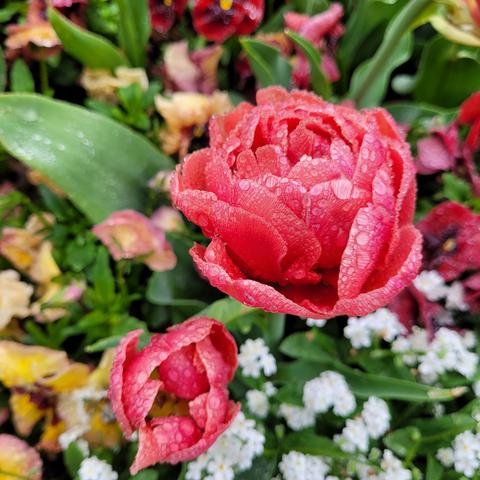 Regenmantel lachsrosa gefüllte Tulpenblüten