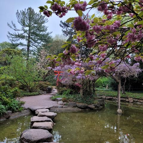 Teil vom japanischen Garten, Teich mit Steinen zum Queren und blühenden Bäumen
