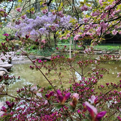 Blick durch Blütenbüsche auf den Teich