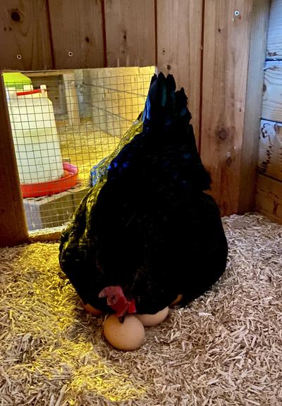 Schwarzes Huhn, dass auf ein paar Eiern sitzt.