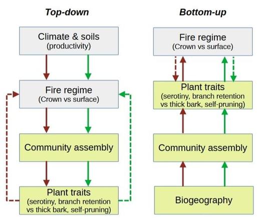 Simplified scheme of the two evolutionary mechanisms (top-down vs bottom-up) explaining the relationship between plants and their environment