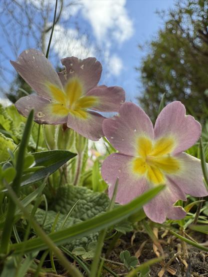 Close up of some primroses