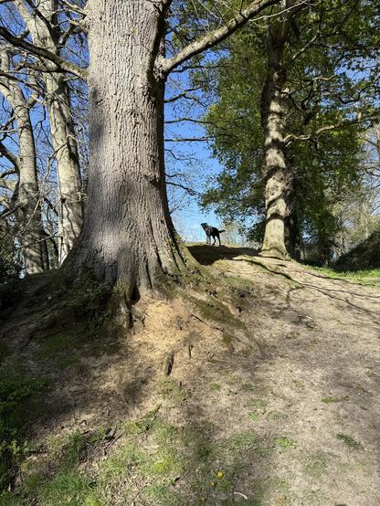 Woodland with a dog standing in profile