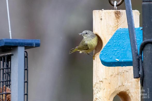 A mottled gray-yellow bird perches in a cluster of feeders, picking suet from the top of a wooden log feeder.
