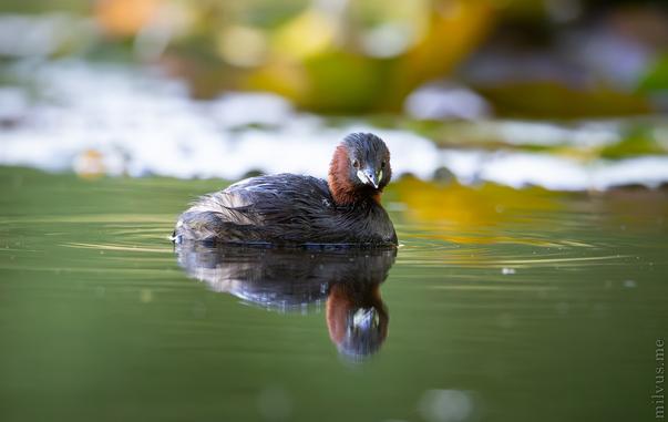 Tiny swimming bird on a reflective, calm, lake.