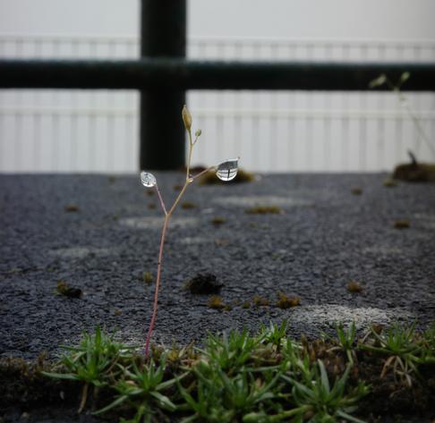 Two raindrops hang from two wilting leaves of a very small plant, whose leaves do not turn brown as they wilt, but are almost transparent, making them barely visible. The drops create a point reflection on a white wall, railing, and balcony railing. Also visible is some Polytrichum commune.