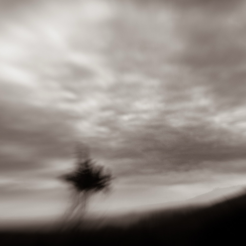 Blurry setups photo of a small plant on Dartmoor