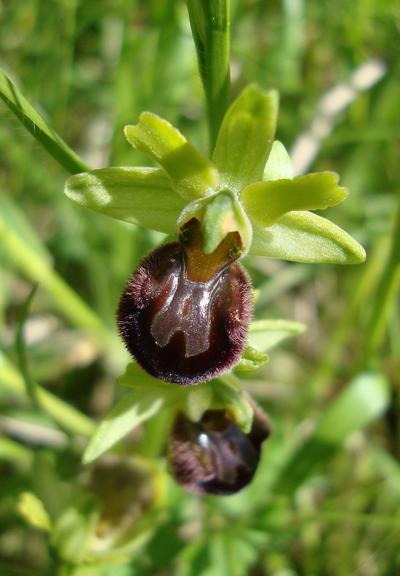 Ophrys araignée, photo de Cathy Garcia Canalès