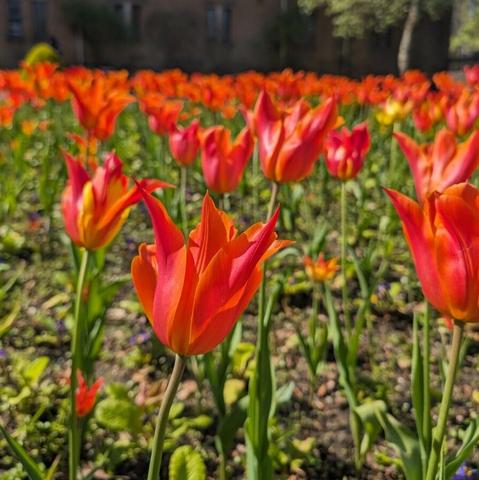 Reddish orange flowers (tulips?) with some in focus in the foreground and others out of focus in the background