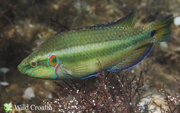 A photo of a male ocellated wrasse: a small fish with a a net-like brown pattern on a green ground, with bright blue and red markings on the fins and head.  From https://adriaticnature.com/archives/1596'