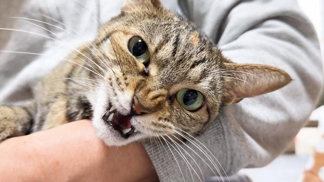 激オコの姿を末っ子猫に見られたお姉ちゃん猫の行動が可愛すぎました(笑)