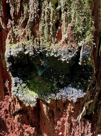 An old very decayed tree trunk, all its bark long gone, with an unusual semi cylindrical concave impression that resembles a monster mouth. I guess it must have grown around another tree that fell against it. The mouth area is painted with dark green moss and spots of lichen, and a small funnel spiderweb.