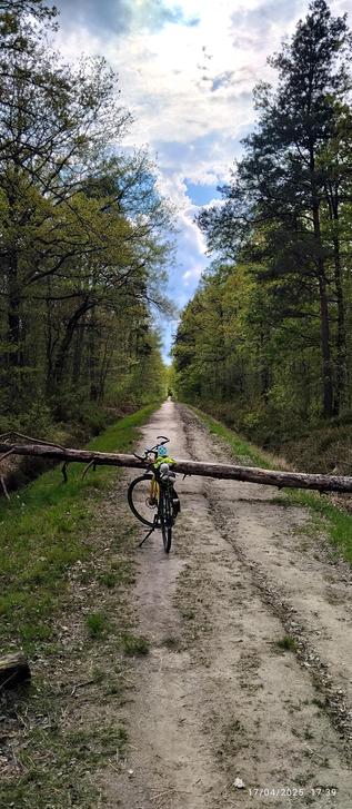 Chemin forestier coupé par un arbre tombé devant lequel stationne une randonneuse