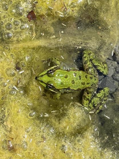Une grenouille verte vue du dessus, dans son étang.