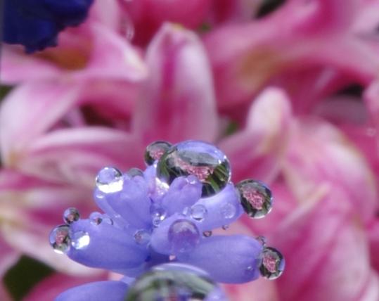 Raindrops have collected on a purple grape hyacinth, looking like small flowers because they reflect pink hyacinths which form the background of the photo.