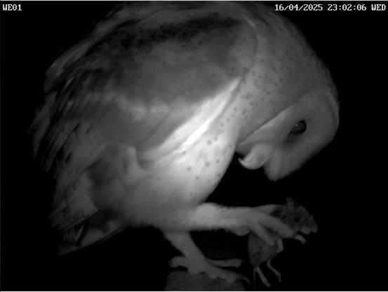 a picture of a barn owl that eats a mouse