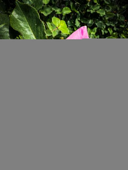 The image features a vibrant pink rose in full bloom, positioned centrally against a backdrop of lush green leaves. The rose's petals are layered, with the outer petals being a lighter shade of pink, gradually transitioning to a deeper pink towards the center. The petals exhibit a velvety texture, with some edges slightly curled, adding to the flower's natural beauty. The leaves surrounding the rose are dark green, with a glossy surface and serrated edges, providing a rich contrast to the rose's delicate color. The lighting in the image highlights the rose's vivid color and the intricate details of its petals, while the background foliage remains softly blurred, emphasizing the rose as the focal point of the image.

Provided by @altbot, generated privately and locally using Ovis2-8B