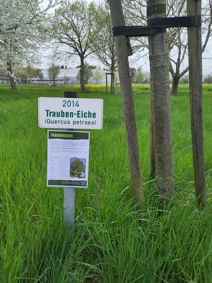 Das Foto zeigt einen jungen Baum, der durch Holzpfosten und schwarze Bänder gestützt wird. Daneben steht ein weißes Schild mit grüner Schrift: „2014 Trauben-Eiche (Quercus petraea)“. Direkt darunter ist eine Informationstafel über die Traubeneiche angebracht. Die Wiese ist grün und hoch gewachsen, im Hintergrund blühen Obstbäume weiß.