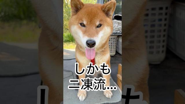 ’25.4.17 力丸のニ凍流が始まる… #柴犬 #柴犬のいる暮らし #柴犬の日常 #保冷剤 #カメラ目線 #力丸