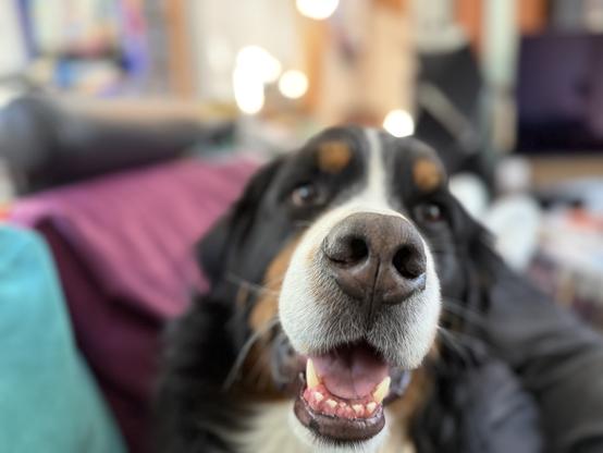 Cooper, a Bernese Mountain Dog, mostly out of focus except for his snootaroo.