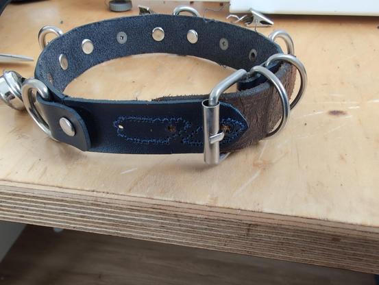 Ein frisch repariertes und mit Ziernähten versehenes Halsband, blau mit silbern glänzenden Metallelementen und einer Erweiterung aus braunem Leder.
Auf einem unordentlichen Schreibtisch liegend.
