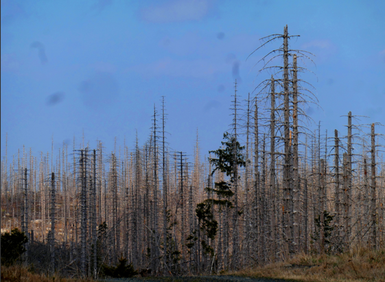 Ein abgestorbener  Fichtenwald steht kahl und grau unter blauem Himmel – die kahlen Stämme ragen wie Gerippe in die Höhe. Nur vereinzelt zeigen einige Bäume noch grüne Nadeln.  Im Vordergrund ist noch etwas Vegetation zu erkennen.