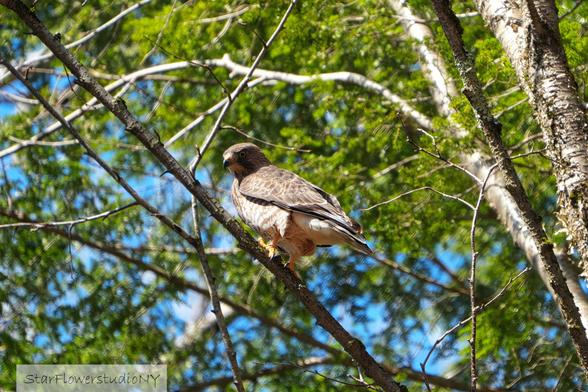 A hawk perched high up in the canopy of the forest.