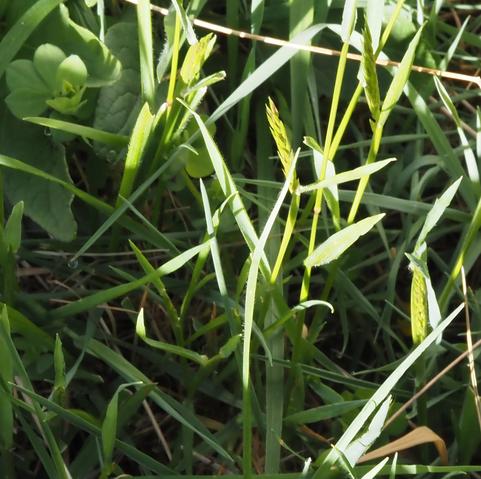 Thin, fresh stalks of grass with a narrow flowering head angled away the stem