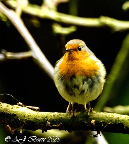 The adult European robin is 12.5–14.0 cm (4.9–5.5 in) long and weighs 16–22 g (0.56–0.78 oz), with a wingspan of 20–22 cm (8–8.5 in). The male and female bear similar plumage: an orange breast and face (more strongly coloured in the otherwise similar British subspecies E. r. melophilus), lined by a bluish grey on the sides of the neck and chest. The upperparts are brownish, or olive-tinged in British birds, and the belly whitish, while the legs and feet are brown. The bill and eyes are black. Juveniles are a spotted brown and white in colouration, with patches of orange gradually appearing