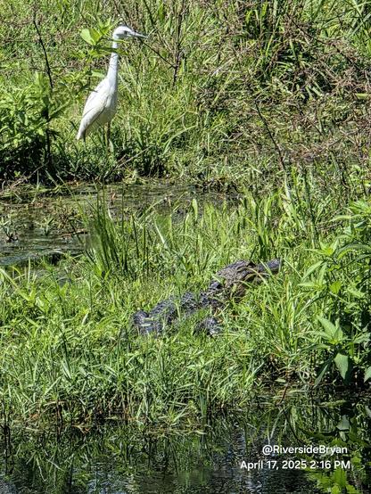 Small white bird approaches a large juvenile alligator nestled in tall grass next to a rainwater collection pond. Dark brown/green coloring, with heavily armored skin, big beady eyes, and a huge snout.