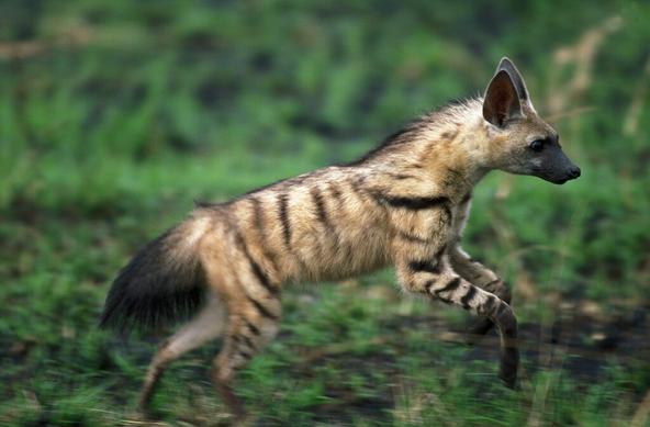 Le-protele-ou-loup-fouisseur-un-animal-mignon-mais-peu-connu-1-1