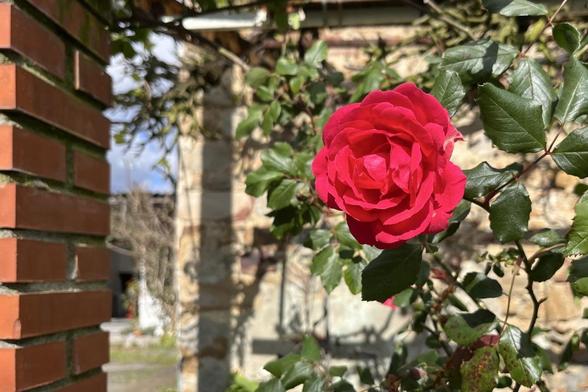 A vibrant red rose in full bloom surrounded by green leaves. In the background, there are blurred elements of a stone wall and building under a clear sky.