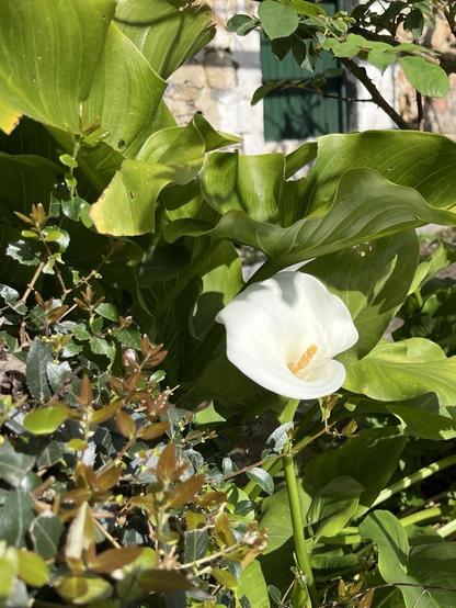 A single white calla lily flower among lush green leaves and foliage, with a stone wall and a green window in the background.