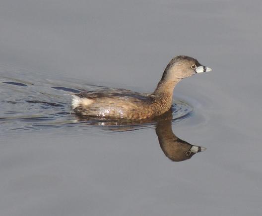 A Pied-billed Grebe moving forward underneath overcast sky.