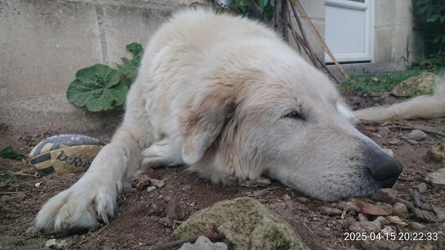 Chienne Patou au repos sur la terre devant la maison