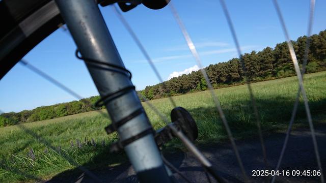 Forêt "royale" de Chinon (et pré) au travers des rayons d'un pur soleil et ceux d'un vélo Gitane roulant en haut des coteaux entre la Vienne et l'Indre...