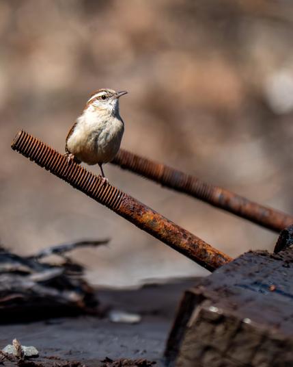 A small mostly white with some brown coloring song bird (Carolina wren) is perched on large rusted metal rod with grooves that is attached to piece of process wood (railroad tie)