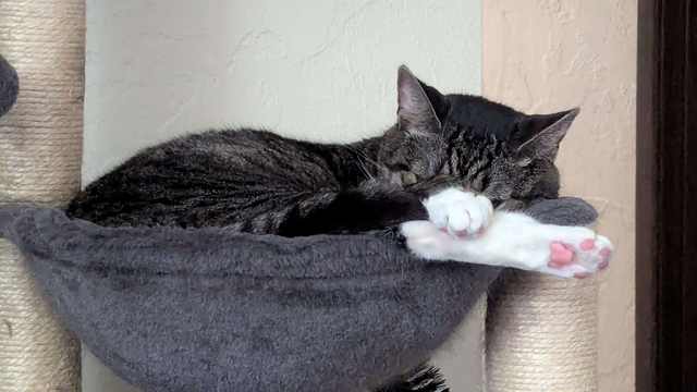 Annie, a grey tabby, sleeping in a cat basket all curled up with one of her hind paws sticking out and her front paw over it. You can see her pink toe beans.