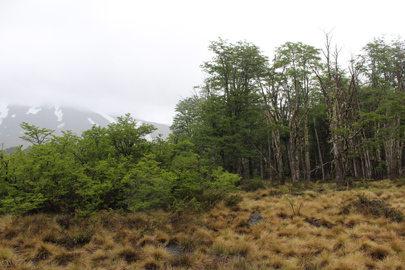 Photo of an abrupt boundary between N. antarctica shrubland (left) and N. pumilio forest (right) in Villarrica National Park, Chile