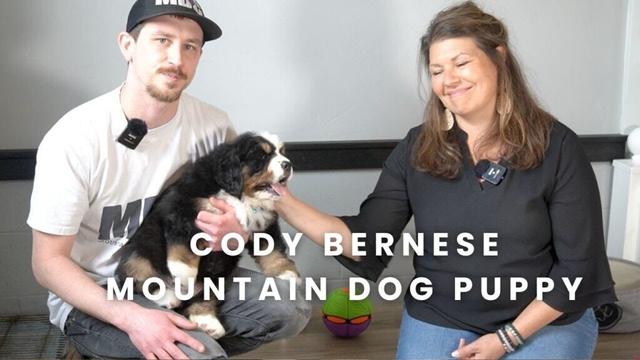 Cody Our Bernese Mountain Dog Puppy Here at Mountain Dog Companion!